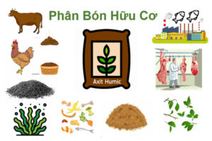 Phân bón hữu cơ – Giải pháp xanh cho nông nghiệp hiện đại