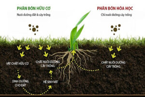 Phân bón hữu cơ – Giải pháp xanh cho nông nghiệp hiện đại