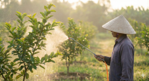 Kỹ thuật phun phân bón lá '4 Đúng' của chuyên gia