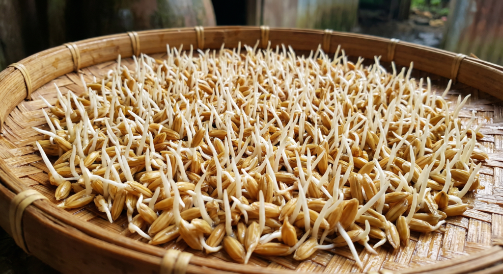 Hạt giống lúa nảy mầm đều nanh chuột là bước đầu quan trọng trong kỹ thuật trồng lúa.