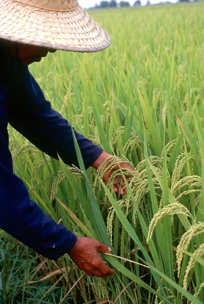 Nông dân thăm đồng kiểm tra rầy nâu và đạo ôn trong quy trình kỹ thuật trồng lúa an toàn.